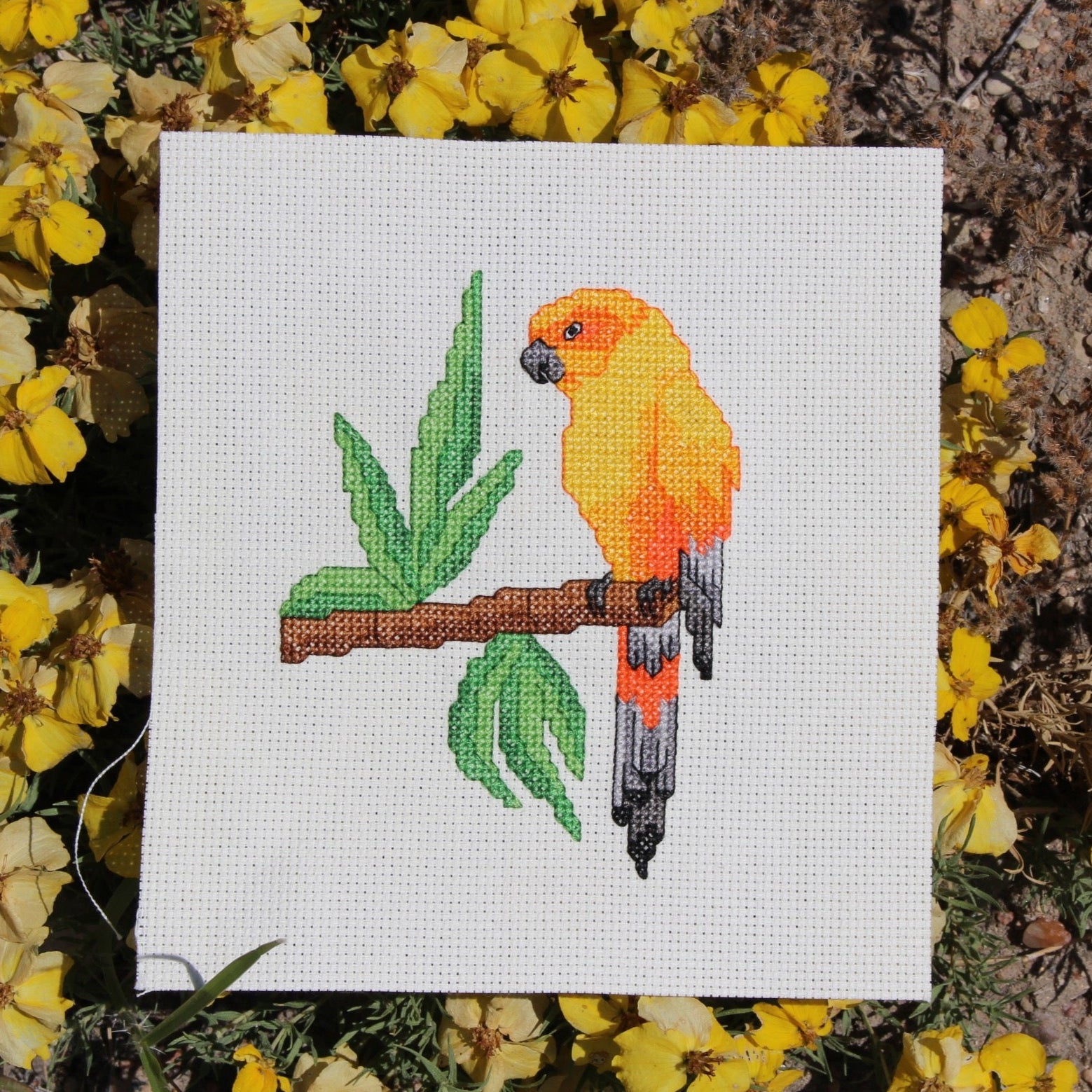 Sun Conure Cross Stitch Pattern Download - Raspberry Lane Crafts